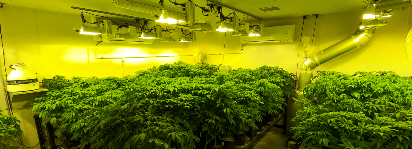 THC BioMed Grow Room with HID Lighting