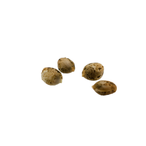 Super Sensi Star (Seeds 4pk)